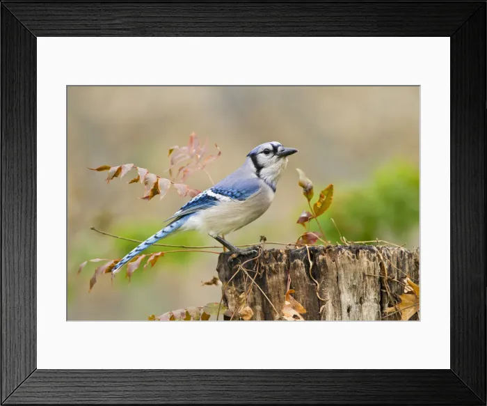 Framed Print : DDE-90039427