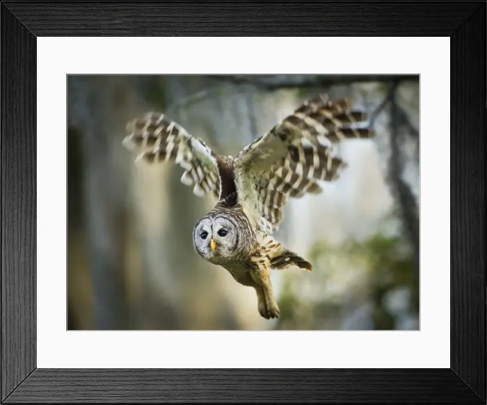 Framed Print : DDE-90039426 Framed Print : DDE-90039426