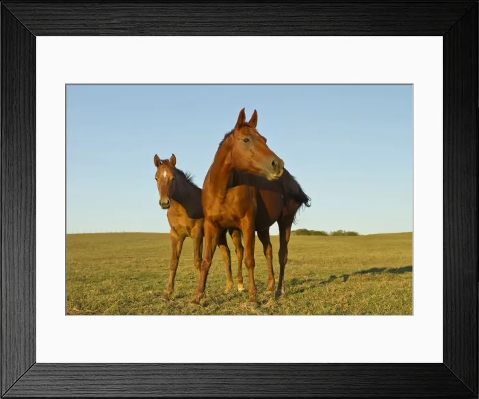 Framed Print : DDE-90039430 Framed Print : DDE-90039430