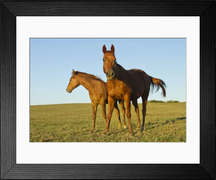 Framed Print : DDE-90039431 Framed Print : DDE-90039431