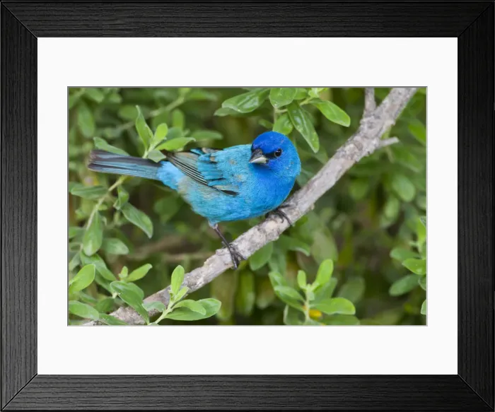 Framed Print : DDE-90039433 Framed Print : DDE-90039433