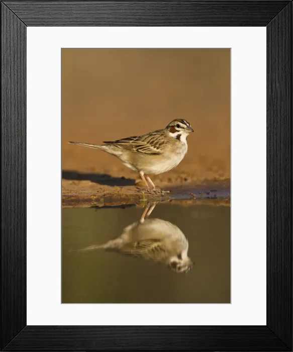 Framed Print : DDE-90039434 Framed Print : DDE-90039434