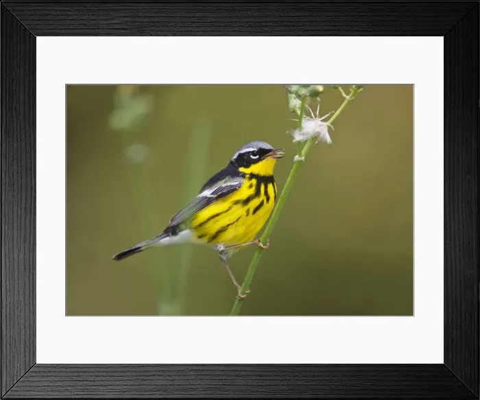 Framed Print : DDE-90039435 Framed Print : DDE-90039435