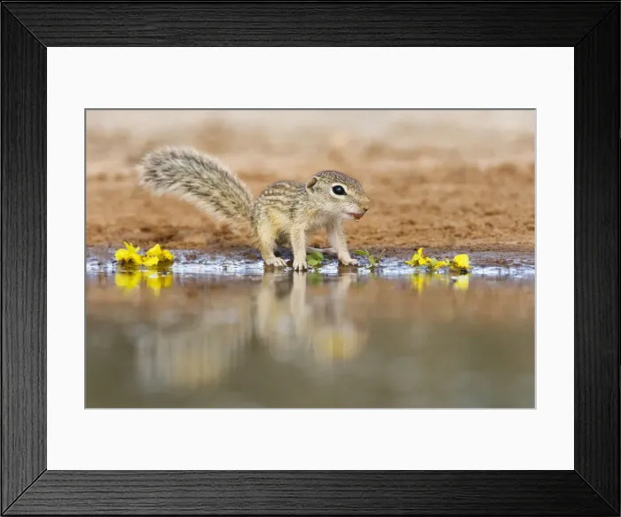 Framed Print : DDE-90039436 Framed Print : DDE-90039436