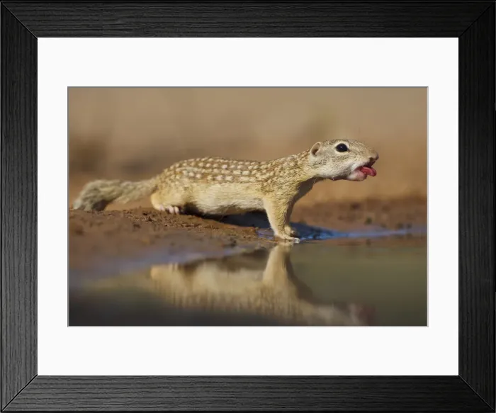 Framed Print : DDE-90039437