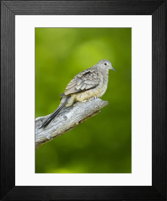 Framed Print : DDE-90039432 Framed Print : DDE-90039432