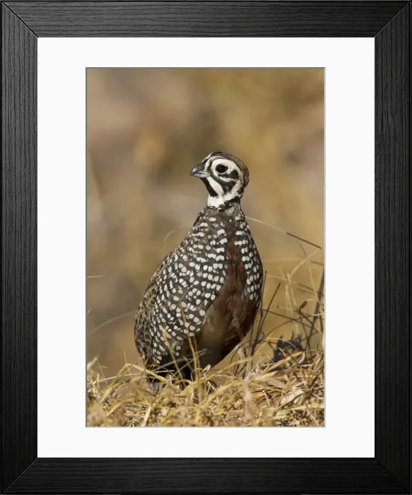 Framed Print : DDE-90039438 Framed Print : DDE-90039438