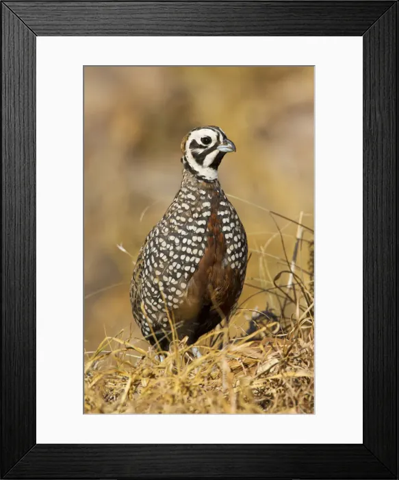 Framed Print : DDE-90039439 Framed Print : DDE-90039439