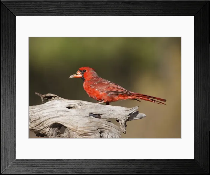Framed Print : DDE-90039441 Framed Print : DDE-90039441
