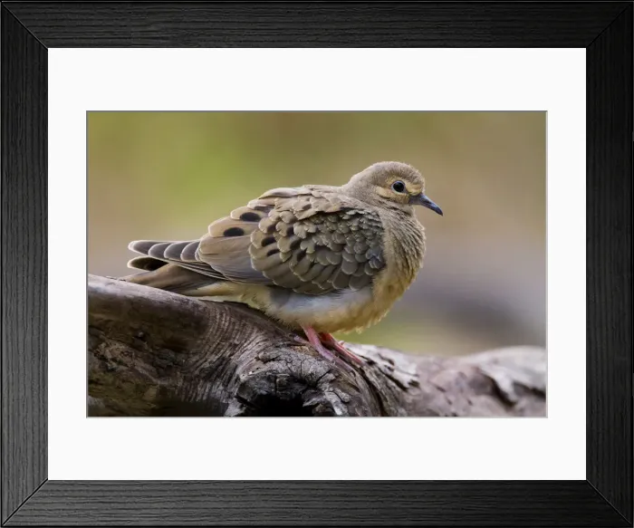 Framed Print : DDE-90039440 Framed Print : DDE-90039440