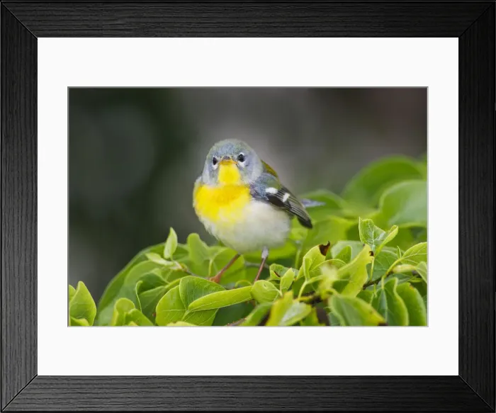 Framed Print : DDE-90039443 Framed Print : DDE-90039443
