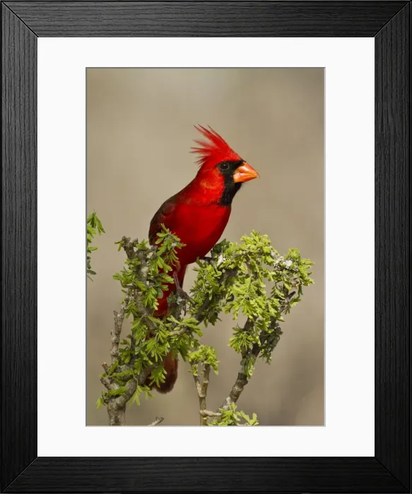 Framed Print : DDE-90039442