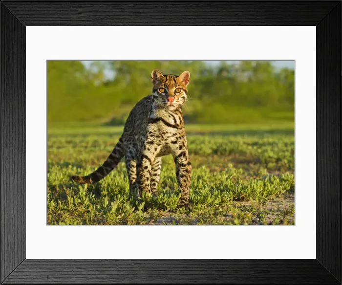 Framed Print : DDE-90039446 Framed Print : DDE-90039446
