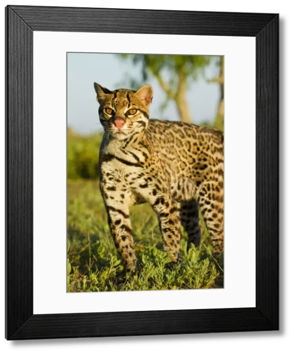 Framed Print : DDE-90039447 Framed Print : DDE-90039447