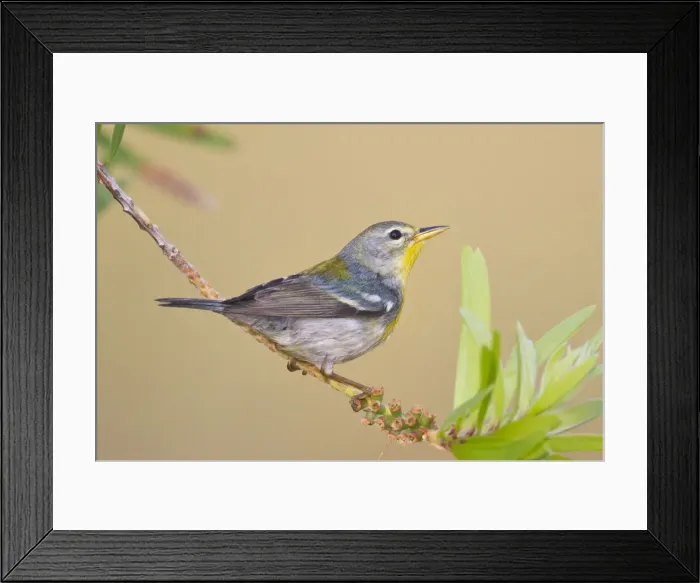 Framed Print : DDE-90039444 Framed Print : DDE-90039444
