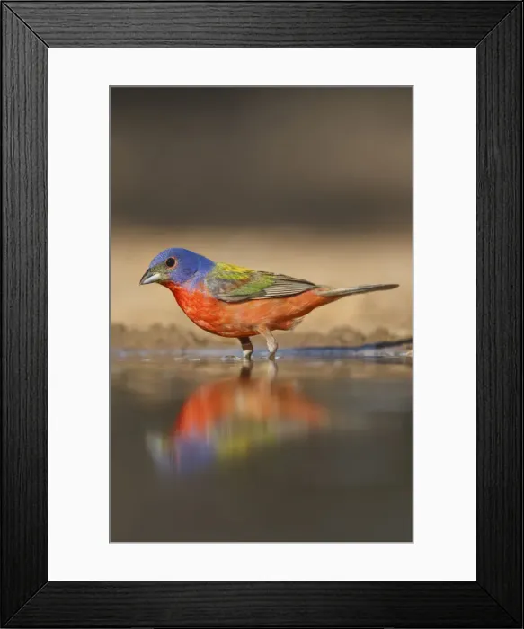Framed Print : DDE-90039449 Framed Print : DDE-90039449