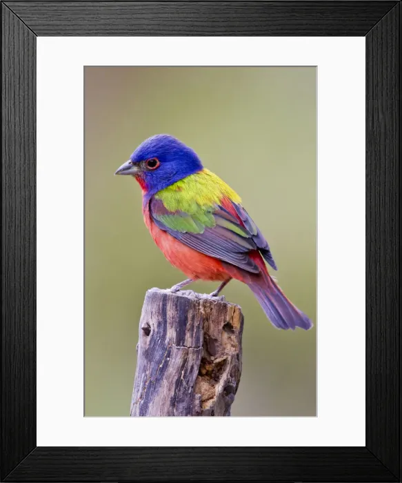 Framed Print : DDE-90039450 Framed Print : DDE-90039450