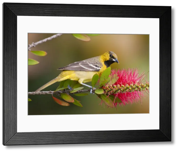 Framed Print : DDE-90039448 Framed Print : DDE-90039448