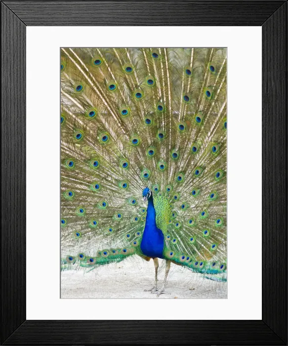 Framed Print : DDE-90039452 Framed Print : DDE-90039452
