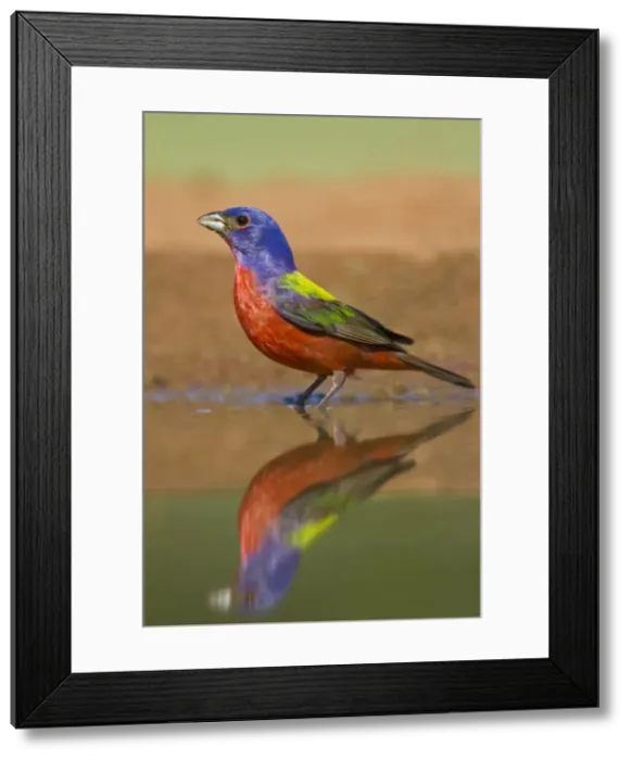 Framed Print : DDE-90039451 Framed Print : DDE-90039451