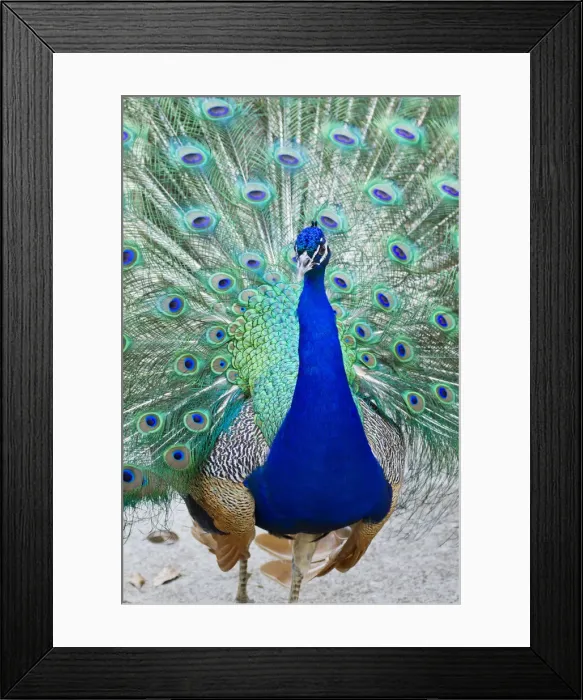 Framed Print : DDE-90039453 Framed Print : DDE-90039453