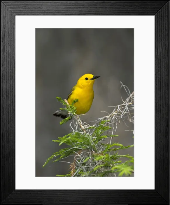 Framed Print : DDE-90039454