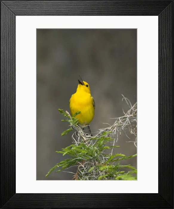 Framed Print : DDE-90039455 Framed Print : DDE-90039455