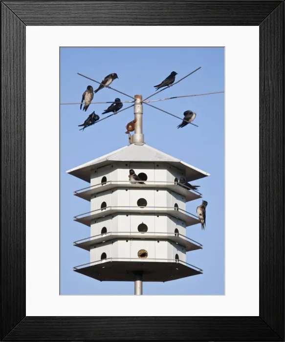 Framed Print : DDE-90039456 Framed Print : DDE-90039456