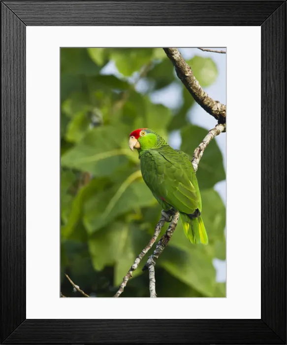 Framed Print : DDE-90039457 Framed Print : DDE-90039457