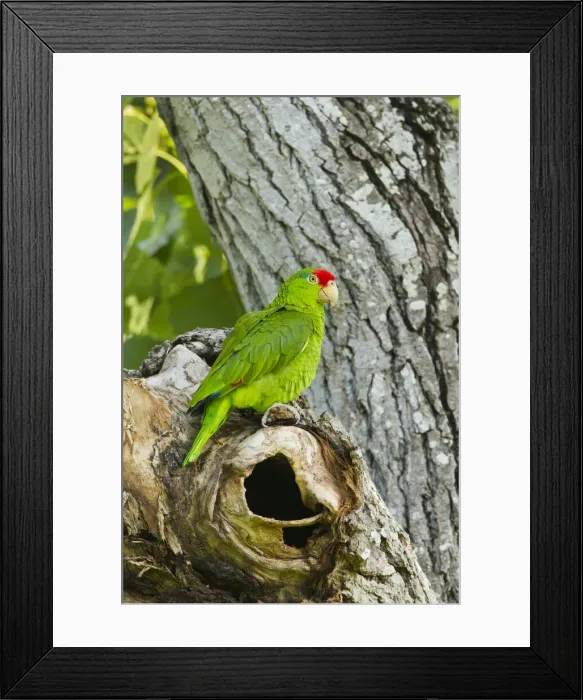 Framed Print : DDE-90039458 Framed Print : DDE-90039458