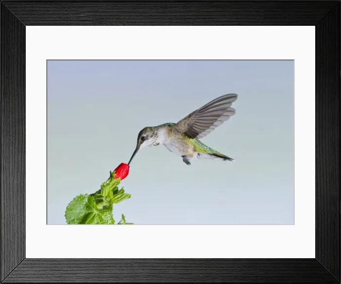 Framed Print : DDE-90039460 Framed Print : DDE-90039460