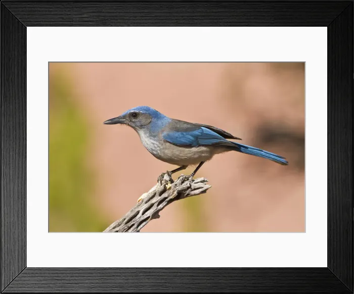 Framed Print : DDE-90039461