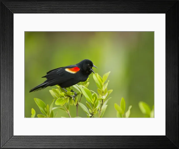 Framed Print : DDE-90039459 Framed Print : DDE-90039459