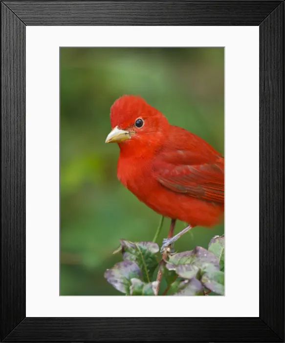Framed Print : DDE-90039463 Framed Print : DDE-90039463