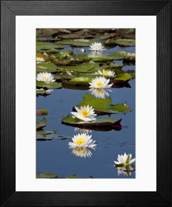 Framed Print : DDE-90039465 Framed Print : DDE-90039465