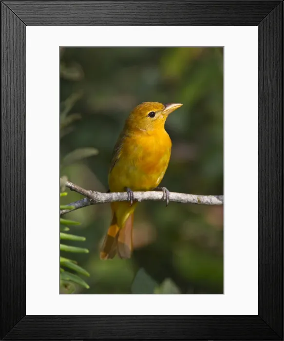 Framed Print : DDE-90039464 Framed Print : DDE-90039464