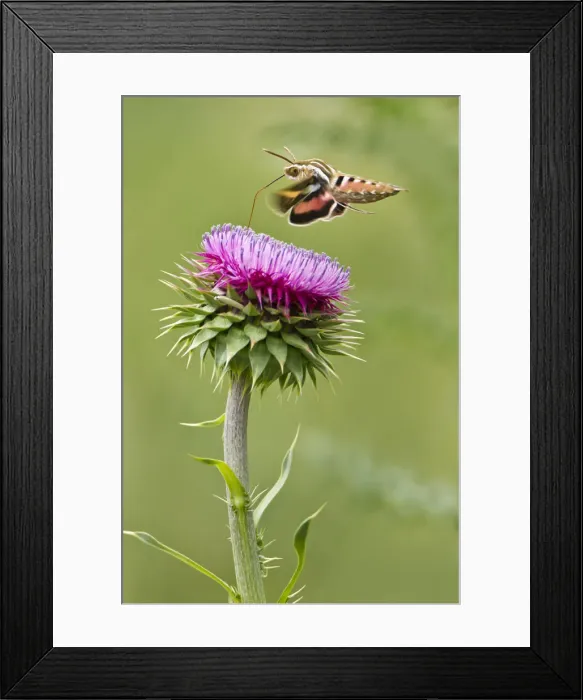 Framed Print : DDE-90039466