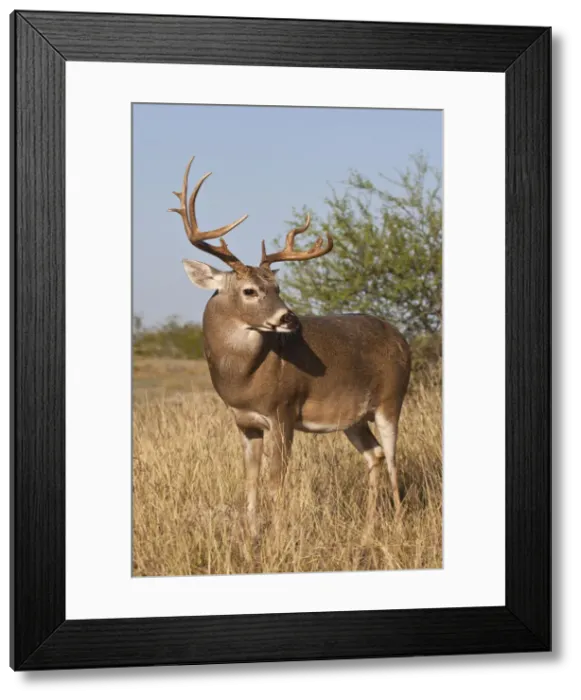 Framed Print : DDE-90039467 Framed Print : DDE-90039467