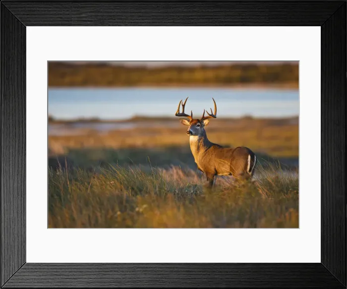 Framed Print : DDE-90039468
