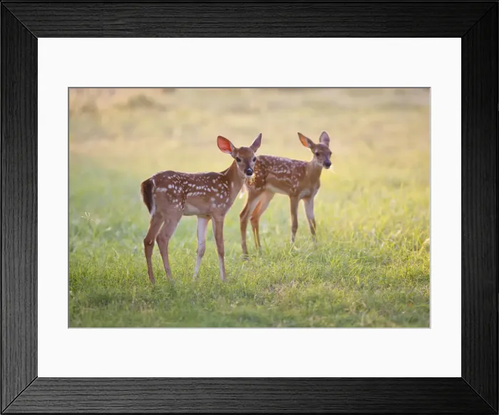 Framed Print : DDE-90039470 Framed Print : DDE-90039470