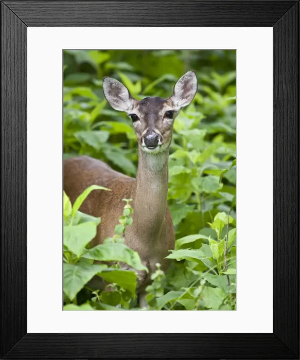 Framed Print : DDE-90039471 Framed Print : DDE-90039471
