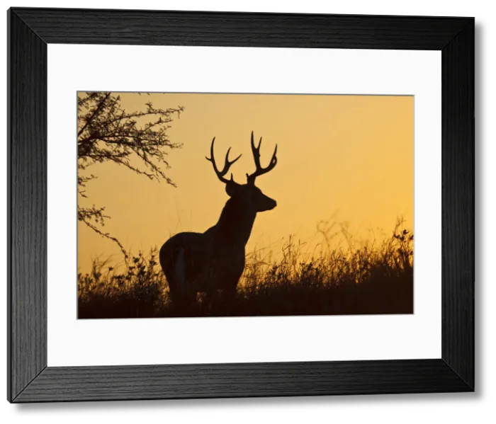 Framed Print : DDE-90039469