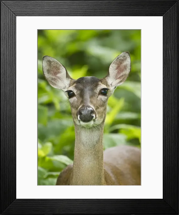 Framed Print : DDE-90039472 Framed Print : DDE-90039472