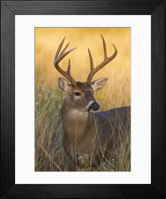 Framed Print : DDE-90039473 Framed Print : DDE-90039473
