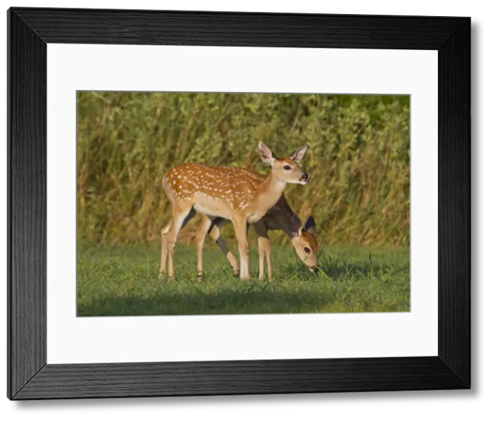 Framed Print : DDE-90039474 Framed Print : DDE-90039474