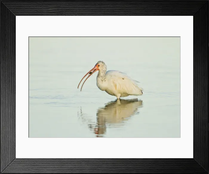 Framed Print : DDE-90039475 Framed Print : DDE-90039475