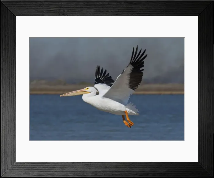 Framed Print : DDE-90039477 Framed Print : DDE-90039477