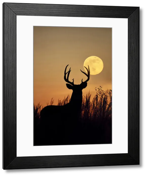 Framed Print : DDE-90039478 Framed Print : DDE-90039478