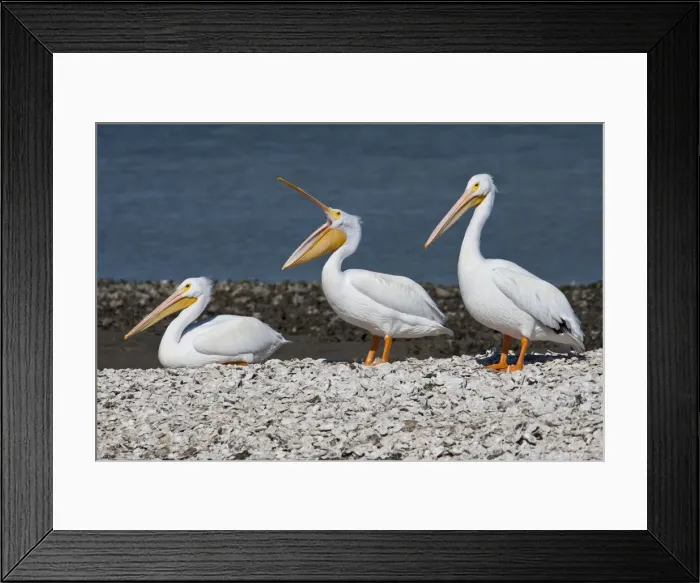 Framed Print : DDE-90039476