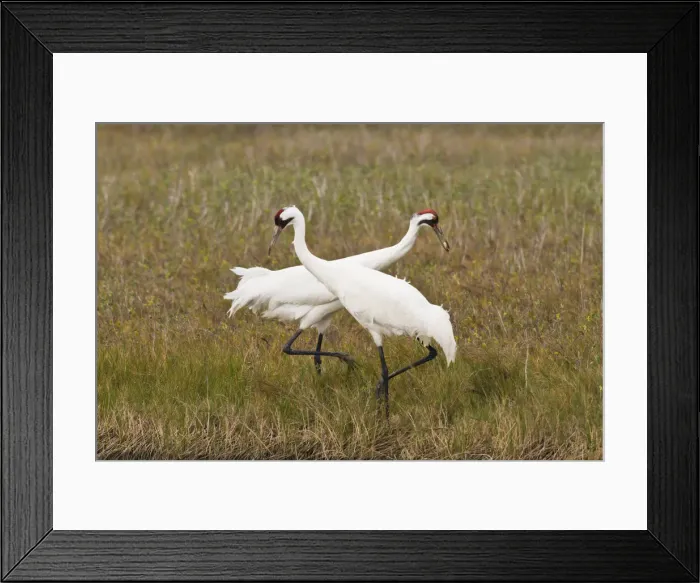 Framed Print : DDE-90039479 Framed Print : DDE-90039479